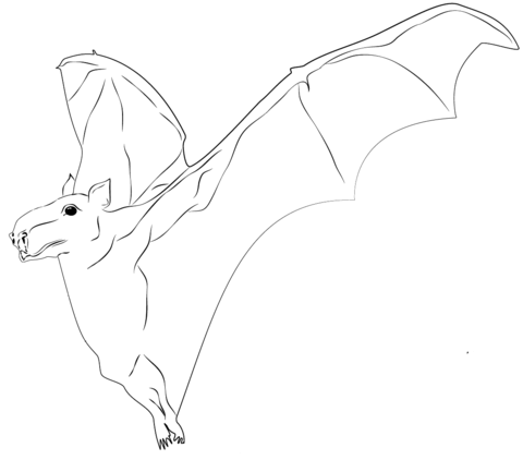 Hammer Headed Bat Coloring Page